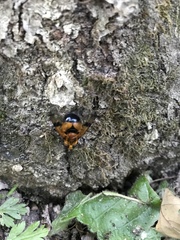 Volucella inflata