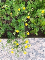 Potentilla argentea