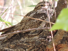 Chordeiles acutipennis