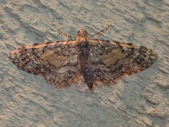 Eupithecia palpata