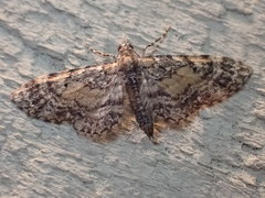 Eupithecia palpata