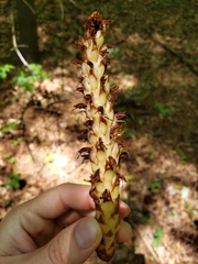 Conopholis americana