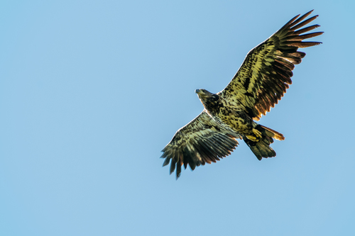 Bald Eagle photographed in Vermont