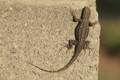 Sceloporus edbelli