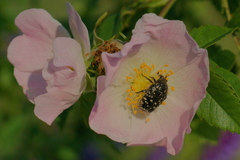 Oxythyrea funesta
