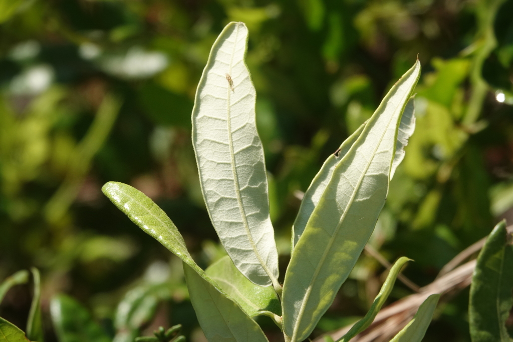 Running Oak