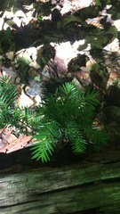 Taxus canadensis