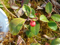 Gaultheria procumbens image