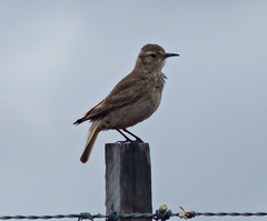 Geositta cunicularia