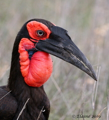Southern Ground-Hornbill photo 4