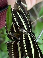 Heliconius charithonia