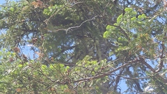 Bombycilla cedrorum image