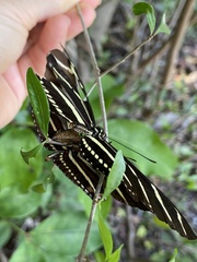 Heliconius charithonia