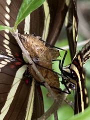 Heliconius charithonia