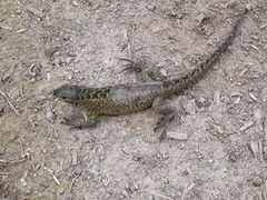 Stenocercus guentheri