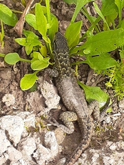 Stenocercus guentheri