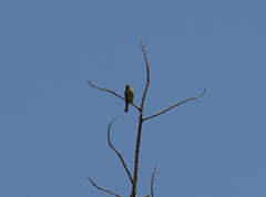 Dulus dominicus