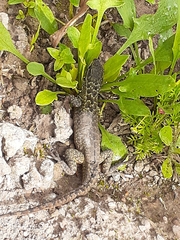 Stenocercus guentheri