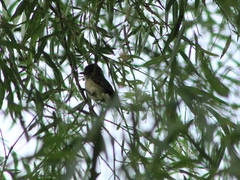 Vireo bellii