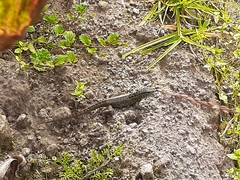 Stenocercus guentheri