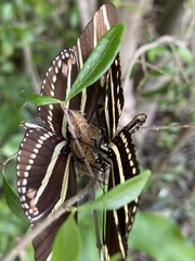 Heliconius charithonia