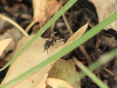 Habronattus forticulus