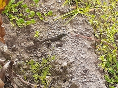 Stenocercus guentheri