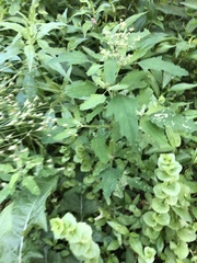 Chrysoesthia sexguttella