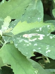 Chrysoesthia sexguttella