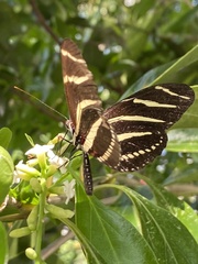 Heliconius charithonia