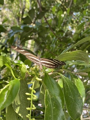 Heliconius charithonia