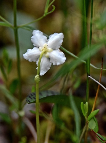 One-flowered Wintergreen