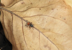 Habronattus forticulus