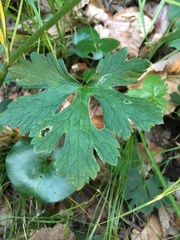Ranunculus tuberosus