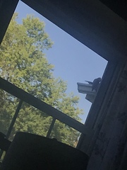 Melanerpes carolinus