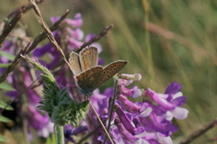 Polyommatus icarus
