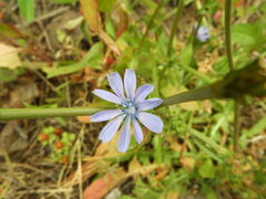 Cichorium pumilum