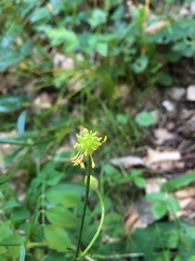 Ranunculus tuberosus