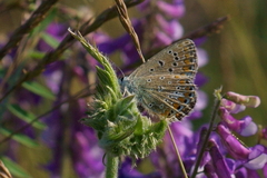 Polyommatus icarus