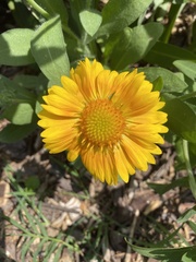 Amblyolepis setigera