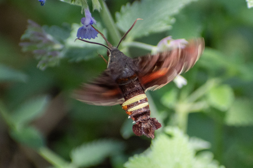 Nessus Sphinx photo 5