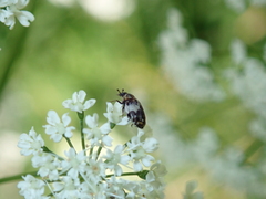 Anthrenus pimpinellae