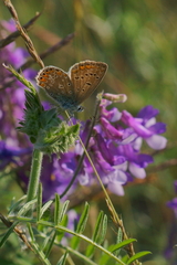Polyommatus icarus