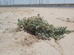 Citrullus colocynthis