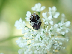 Anthrenus pimpinellae
