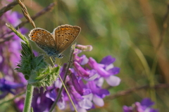 Polyommatus icarus