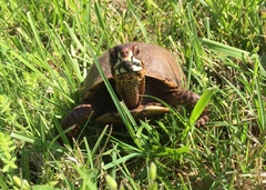 Terrapene carolina triunguis