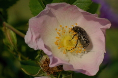 Oxythyrea funesta