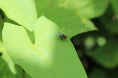 Limnophora obsignata