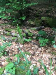Hordelymus europaeus